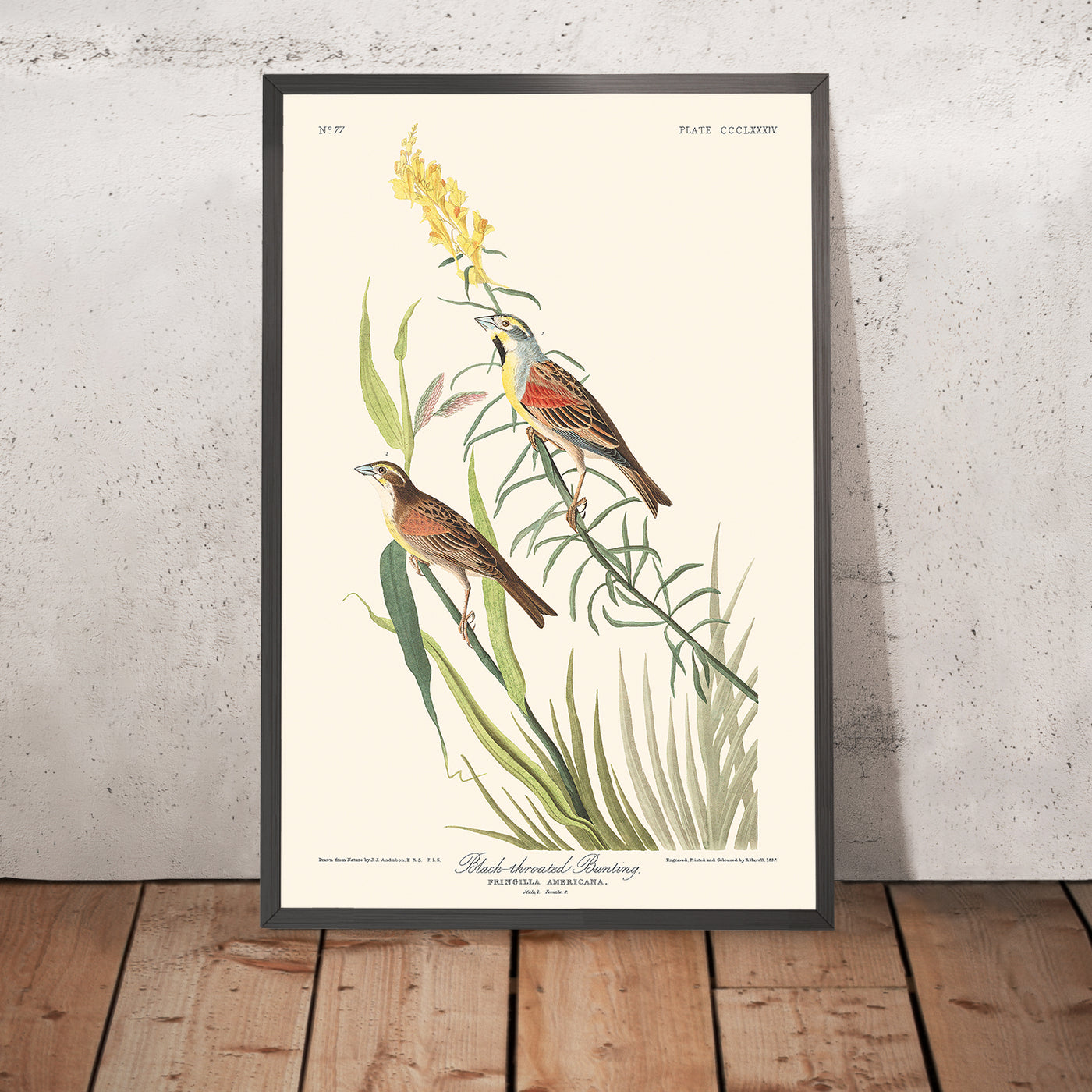 Black-Throated Bunting by John James Audubon, 1827
