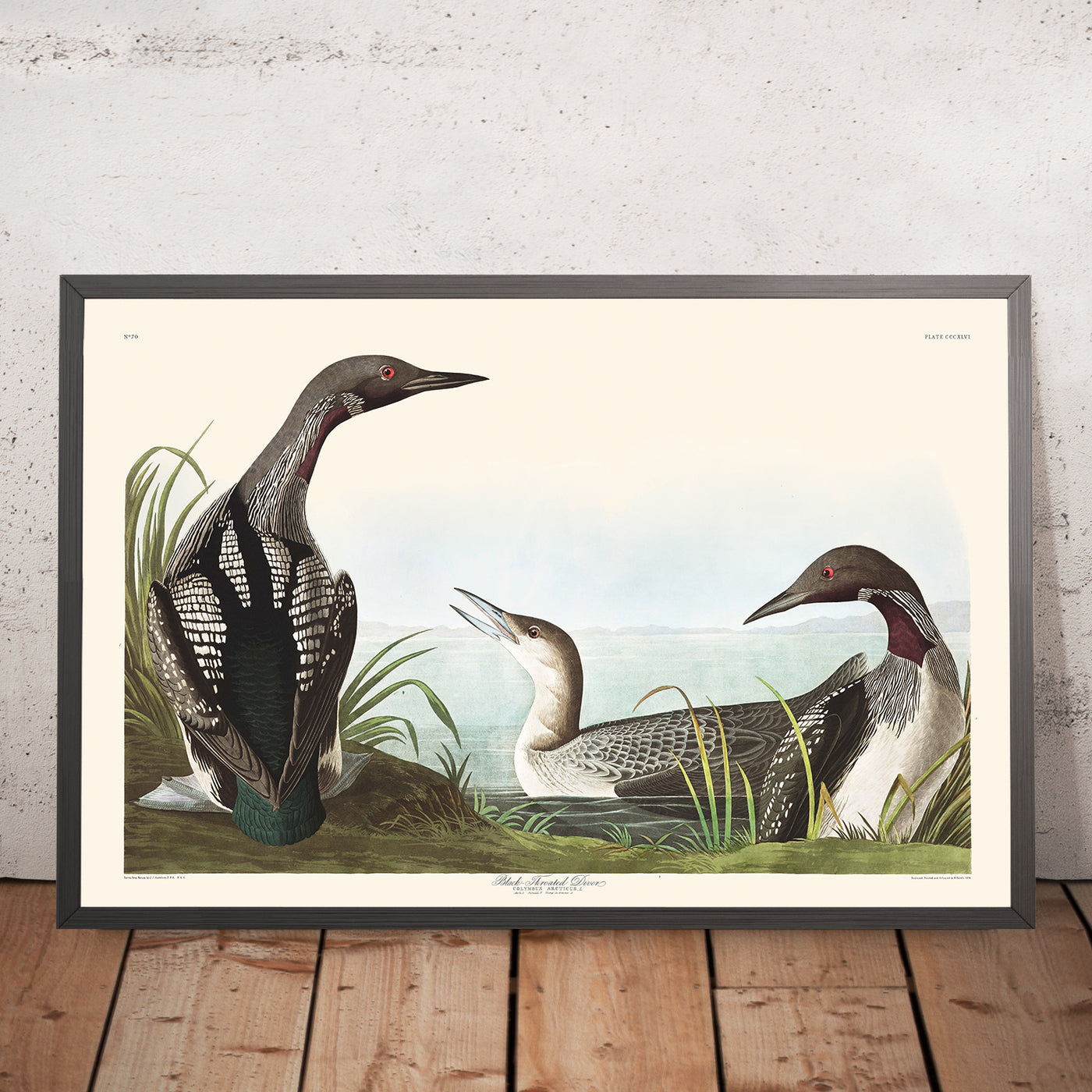 Schwarzhalstaucher von John James Audubon, 1827 