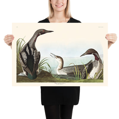 Schwarzhalstaucher von John James Audubon, 1827 
