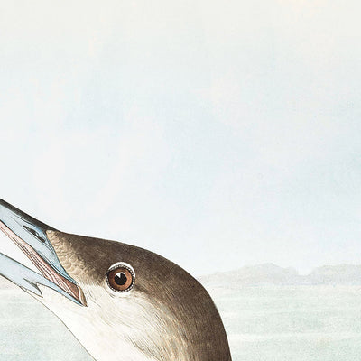 Schwarzhalstaucher von John James Audubon, 1827 