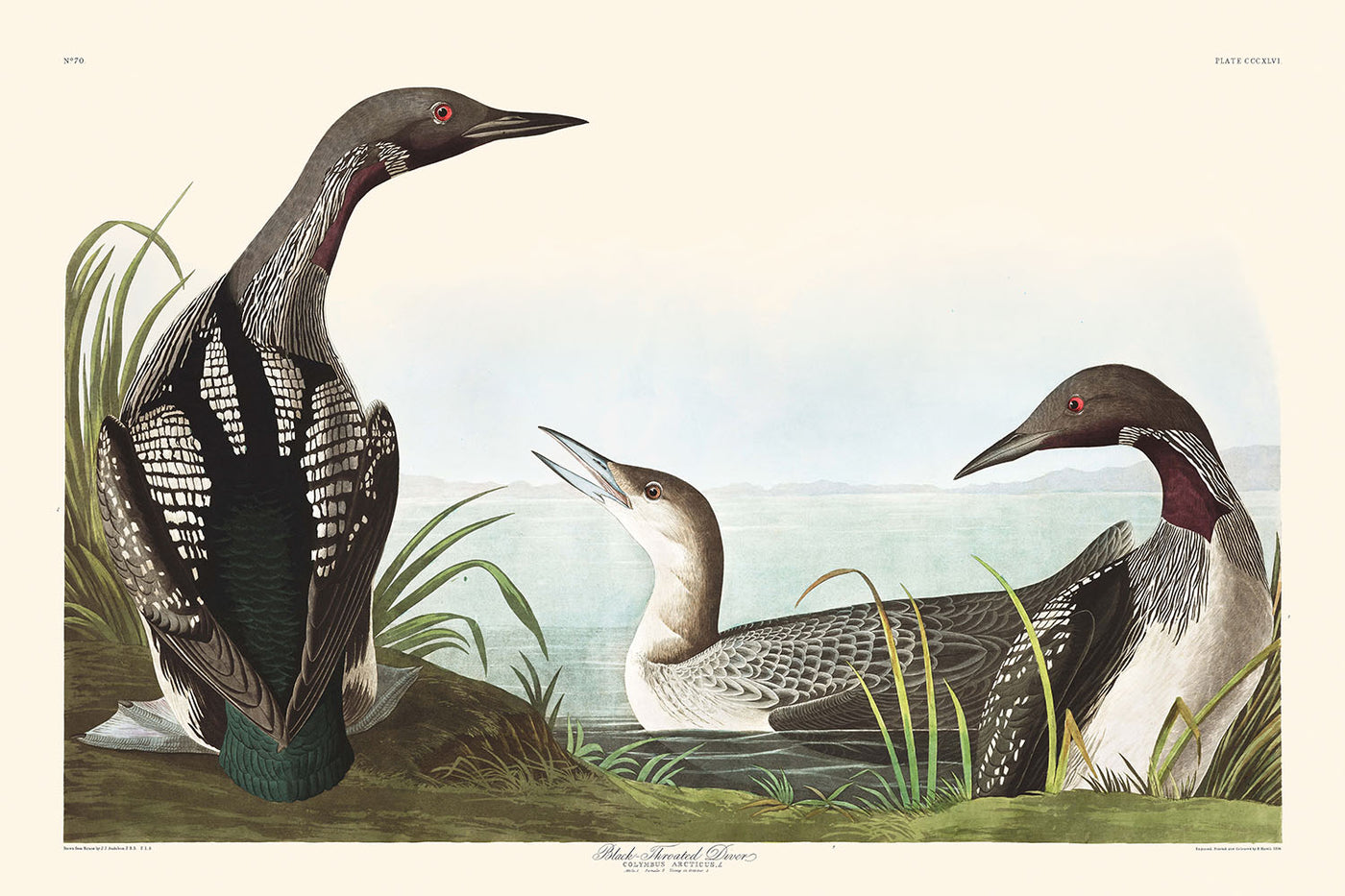 Schwarzhalstaucher von John James Audubon, 1827 