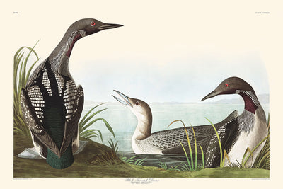 Schwarzhalstaucher von John James Audubon, 1827 