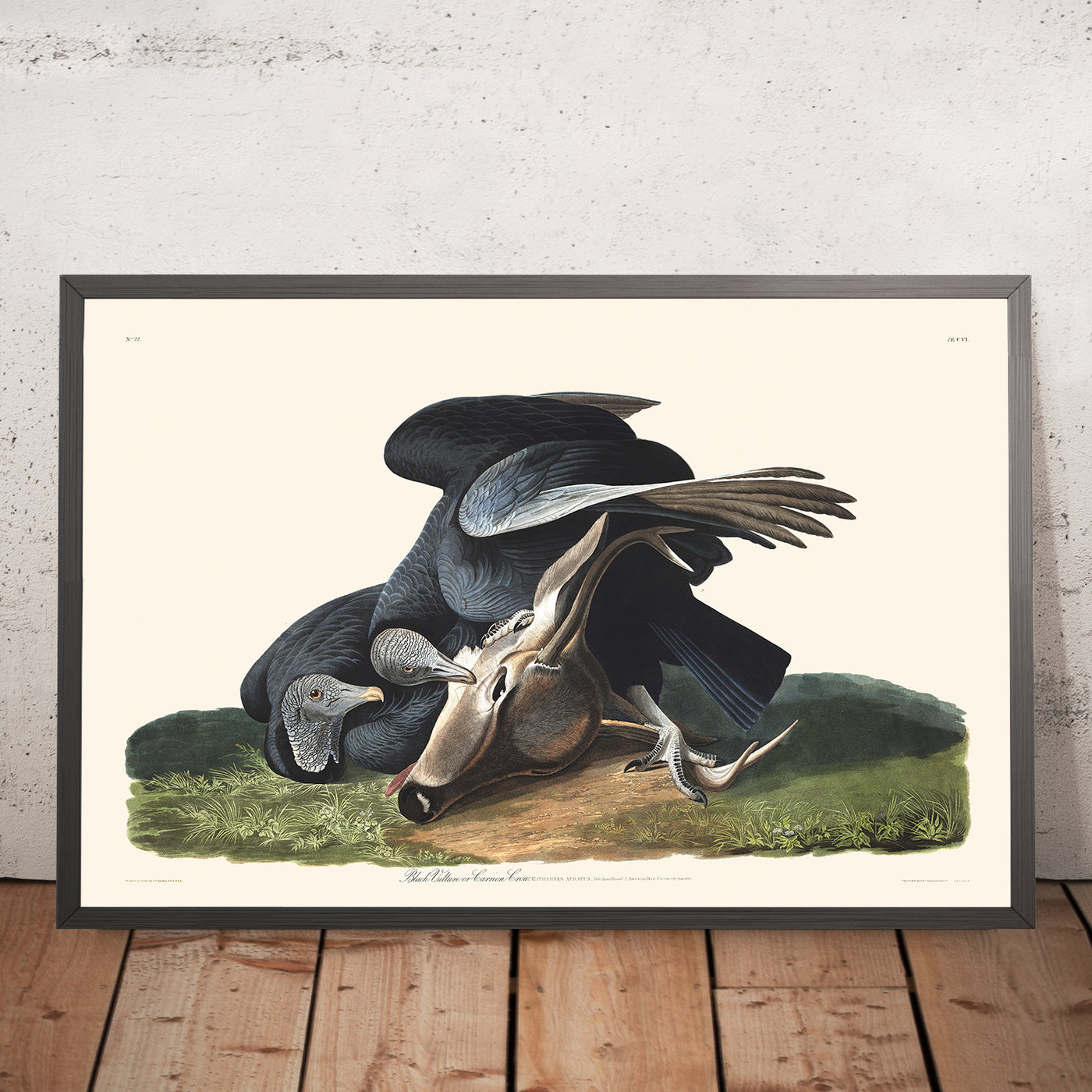 Schwarzer Geier (Aasgeier) von John James Audubon, 1827 