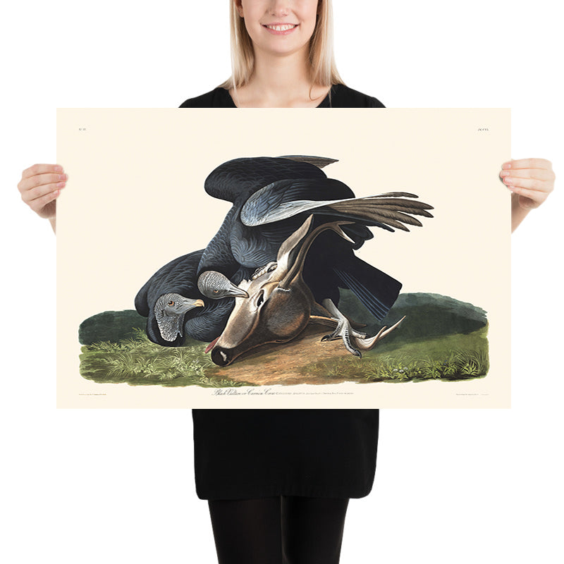 Schwarzer Geier (Aasgeier) von John James Audubon, 1827 