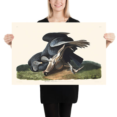 Schwarzer Geier (Aasgeier) von John James Audubon, 1827 