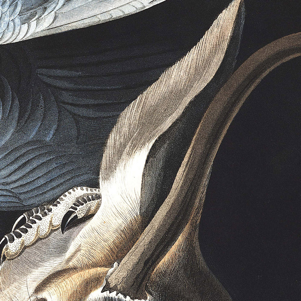 Schwarzer Geier (Aasgeier) von John James Audubon, 1827 