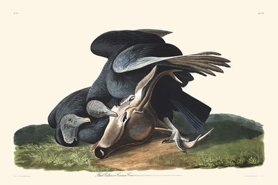 Schwarzer Geier (Aasgeier) von John James Audubon, 1827 