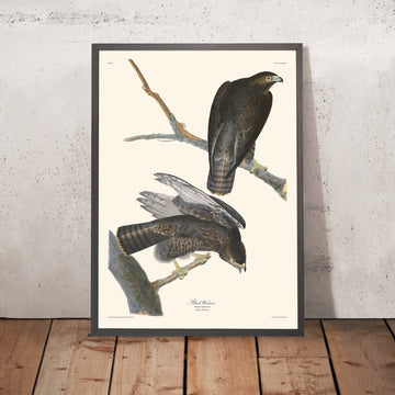 Guerriero Nero di John James Audubon, 1827 