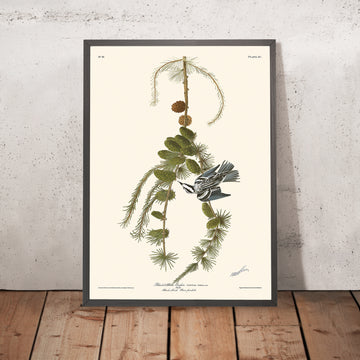 Schwarz & Weiß Creeper von John James Audubon, 1827 