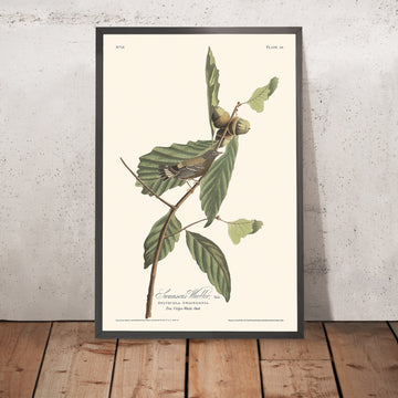 Reinita Negra y Amarilla (Placa 50) por John James Audubon, 1827 