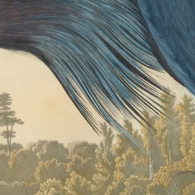 Blauer Kranich aus 'Vögel von Amerika' von John James Audubon, 1827 