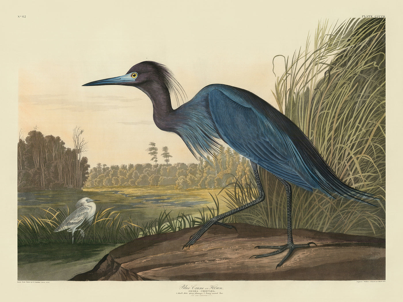 Blauer Kranich aus 'Vögel von Amerika' von John James Audubon, 1827 