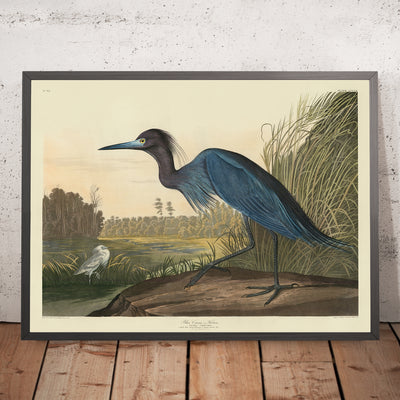 Blauer Kranich aus 'Vögel von Amerika' von John James Audubon, 1827 