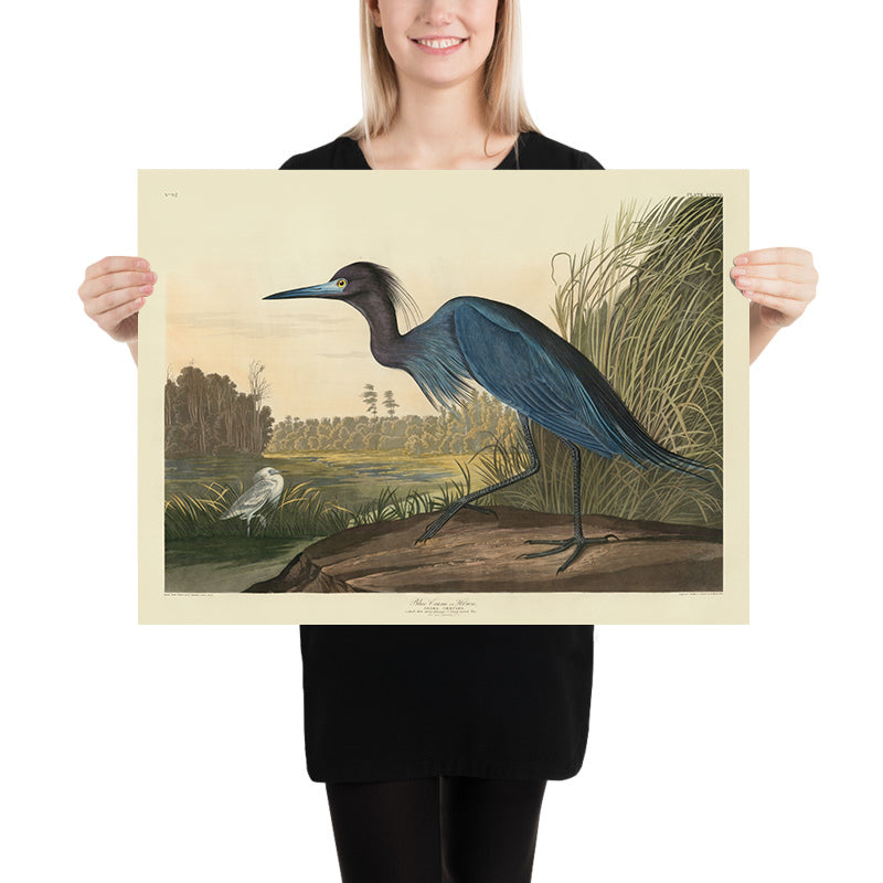 Blauer Kranich aus 'Vögel von Amerika' von John James Audubon, 1827 