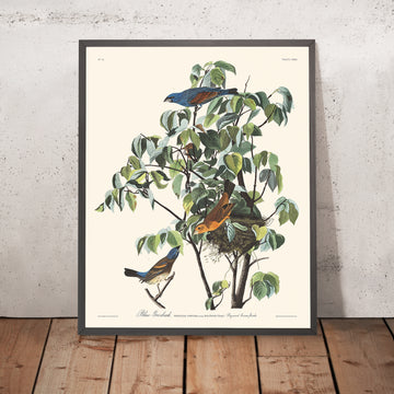 Blauer Grosbeak von John James Audubon, 1827 