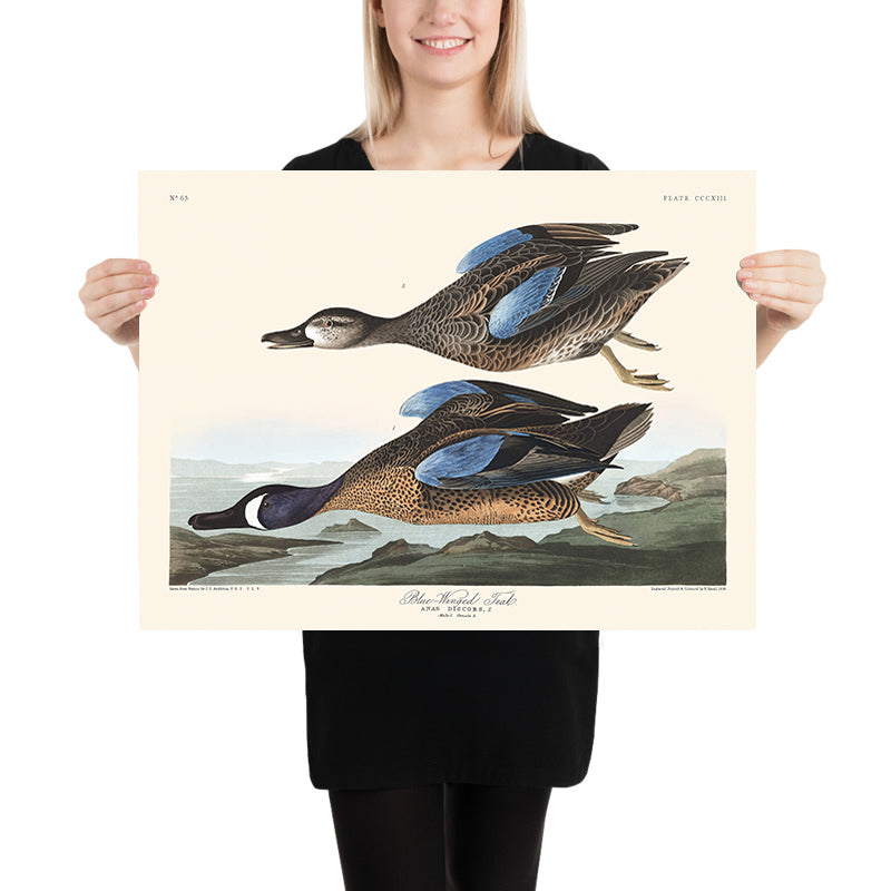 Teal dalle ali azzurre di John James Audubon, 1827 