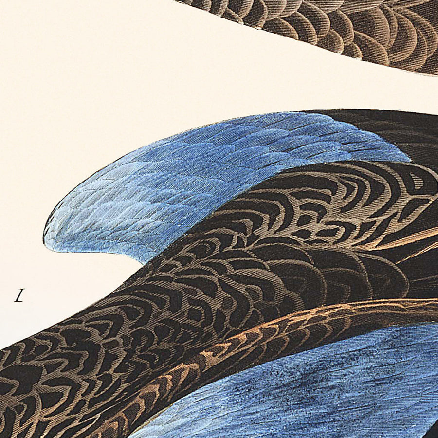 Teal dalle ali azzurre di John James Audubon, 1827 