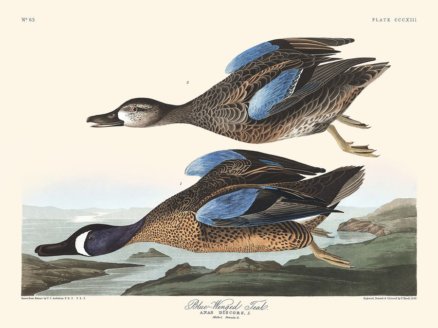 Teal dalle ali azzurre di John James Audubon, 1827 