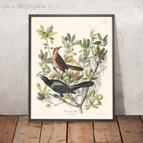 Grackle dalla coda a barca di John James Audubon, 1827 
