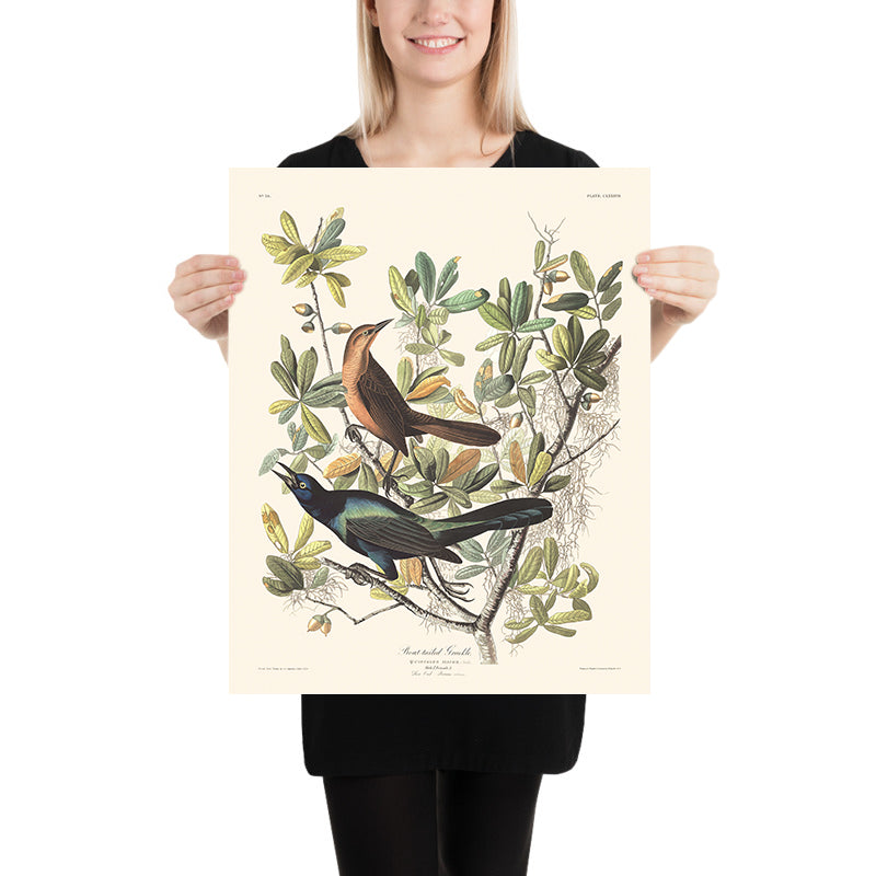 Grackle dalla coda a barca di John James Audubon, 1827 