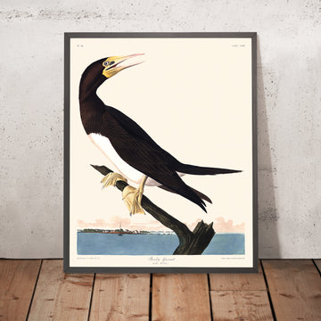 Gannetto Booby di John James Audubon, 1827 