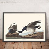 Brantgans von John James Audubon, 1827 