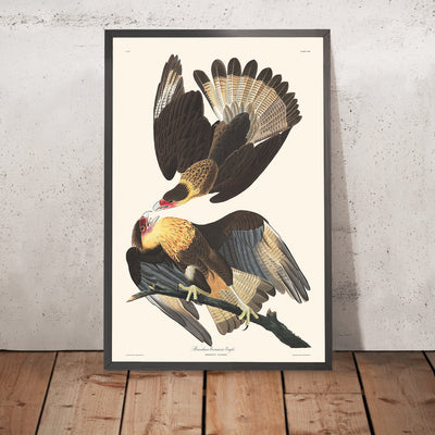 Brasilianischer Caracara Adler von John James Audubon, 1827 