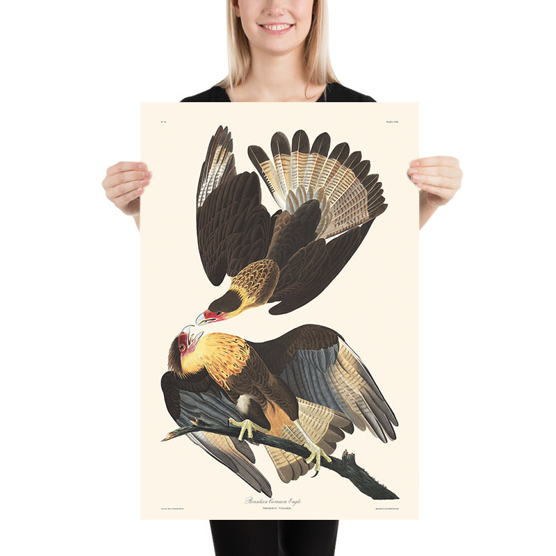 Aquila Caracara Brasiliana di John James Audubon, 1827 