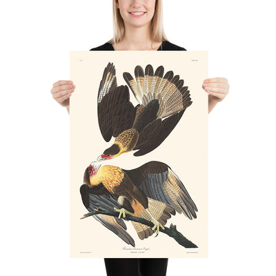 Brasilianischer Caracara Adler von John James Audubon, 1827 