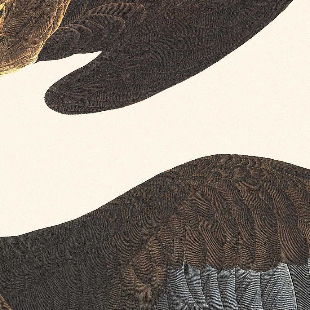 Brasilianischer Caracara Adler von John James Audubon, 1827 