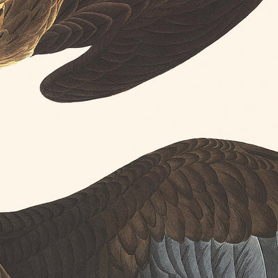 Brasilianischer Caracara Adler von John James Audubon, 1827 