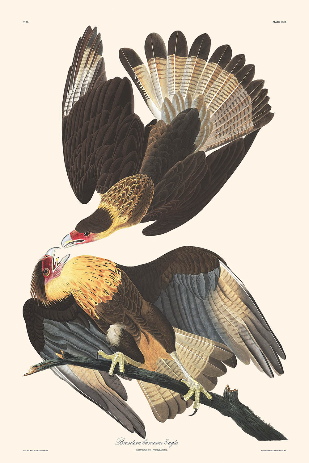 Brasilianischer Caracara Adler von John James Audubon, 1827 