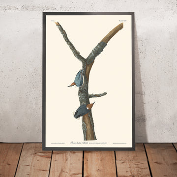 Nuthatch dal capo marrone di John James Audubon, 1827 