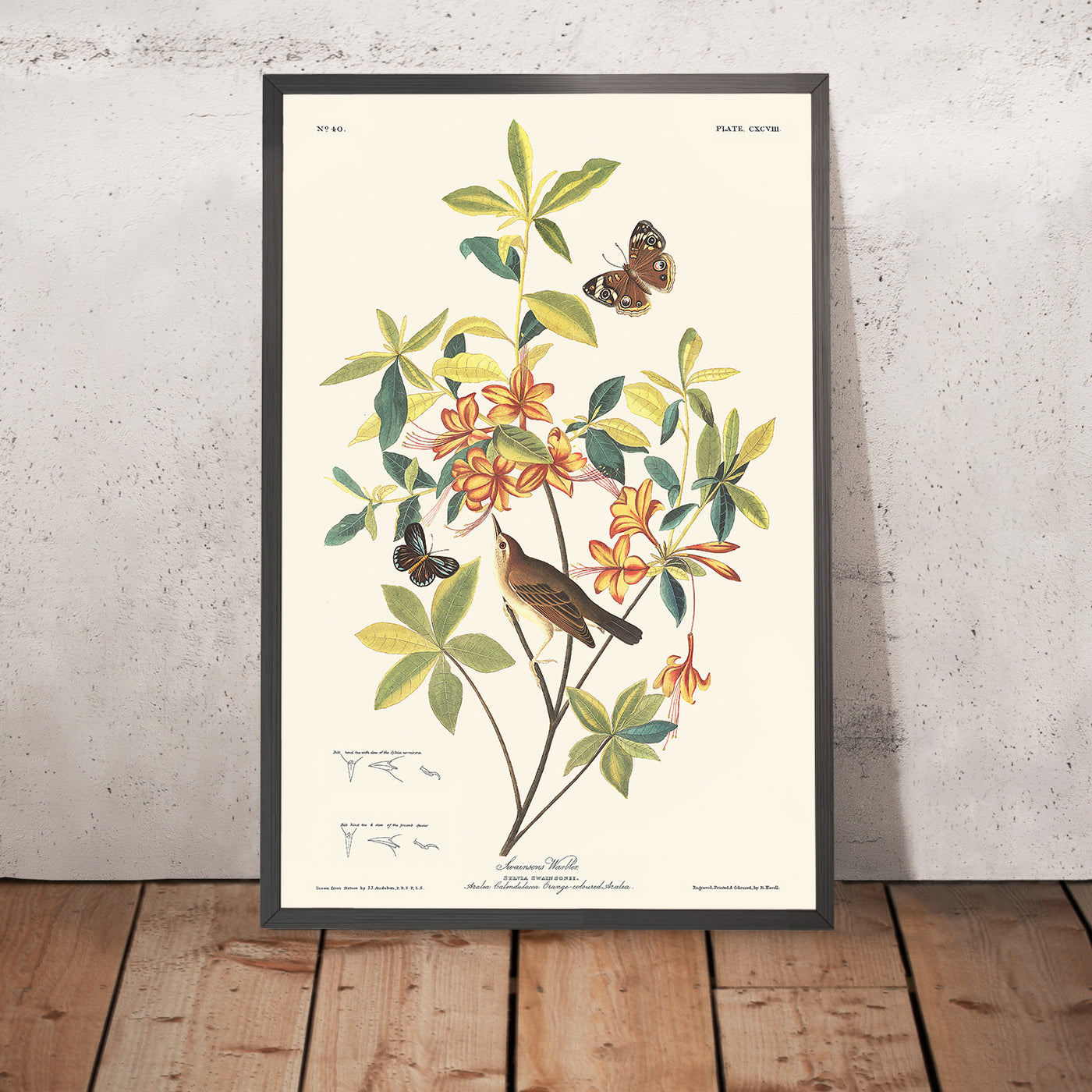 Braunkopf-Wurmfresser-Waldsänger von John James Audubon, 1827 