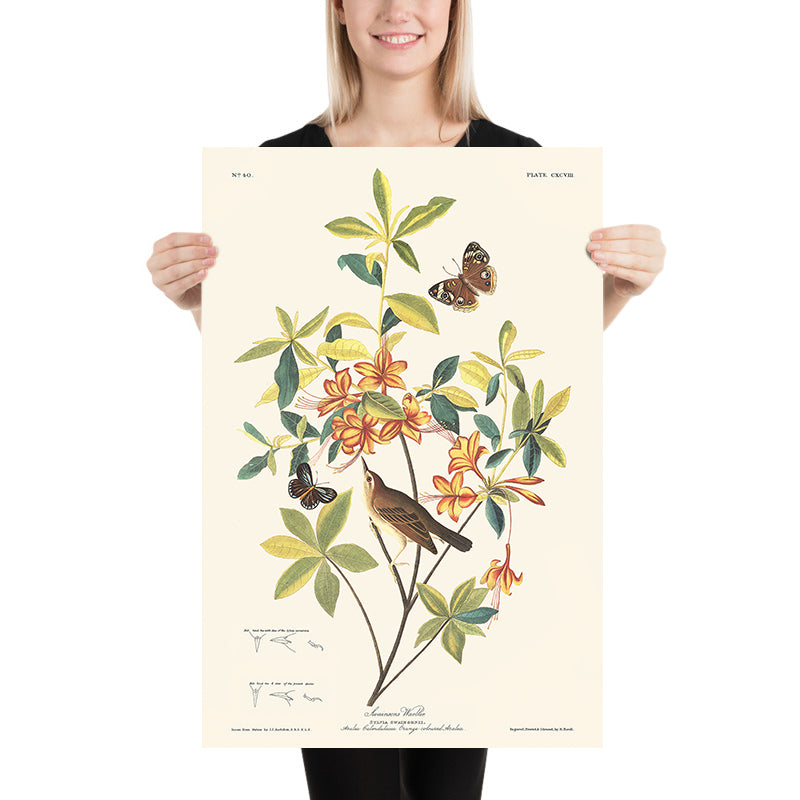 Braunkopf-Wurmfresser-Waldsänger von John James Audubon, 1827 