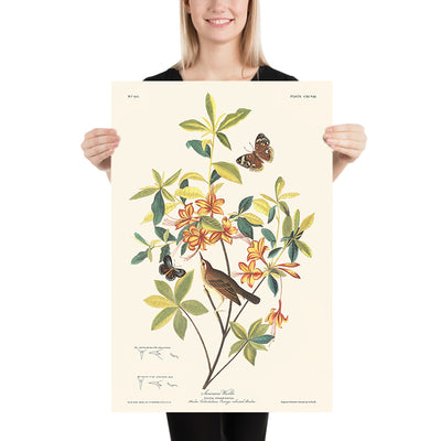 Braunkopf-Wurmfresser-Waldsänger von John James Audubon, 1827 