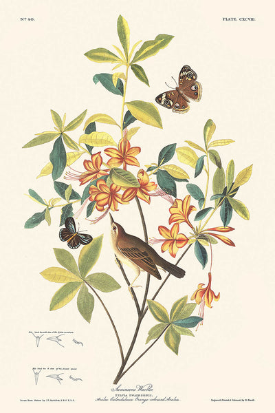 Braunkopf-Wurmfresser-Waldsänger von John James Audubon, 1827 