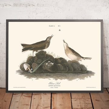 Brauner Lärmvogel von John James Audubon, 1827 