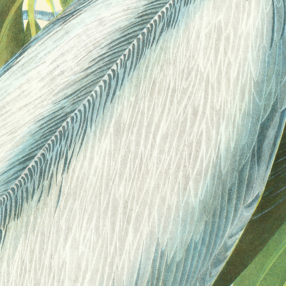 Pelícano pardo (Placa 423) de 'Aves de América' por John James Audubon, 1827 