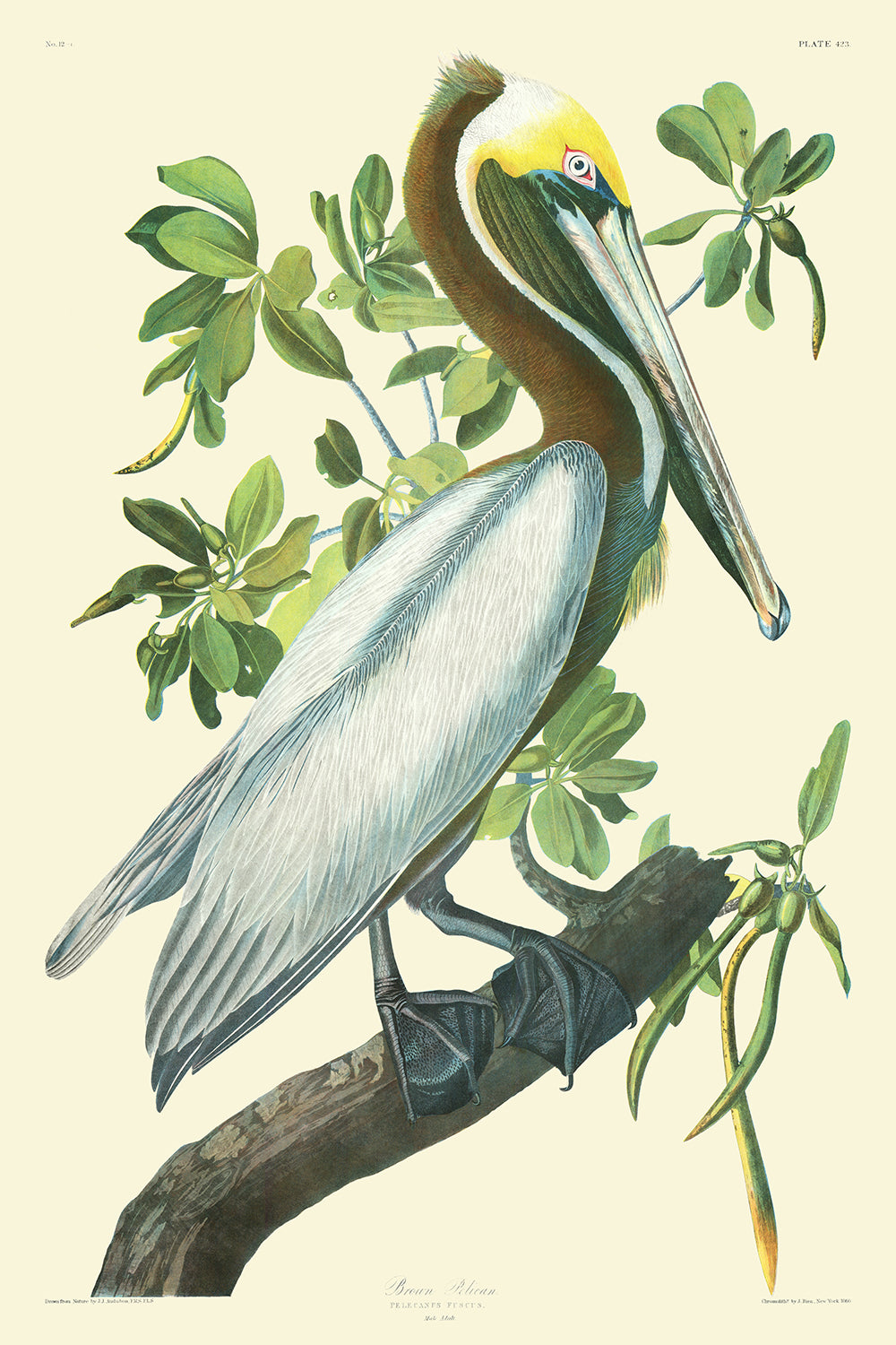 Pelícano pardo (Placa 423) de 'Aves de América' por John James Audubon, 1827 