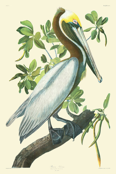 Pelícano pardo (Placa 423) de 'Aves de América' por John James Audubon, 1827 