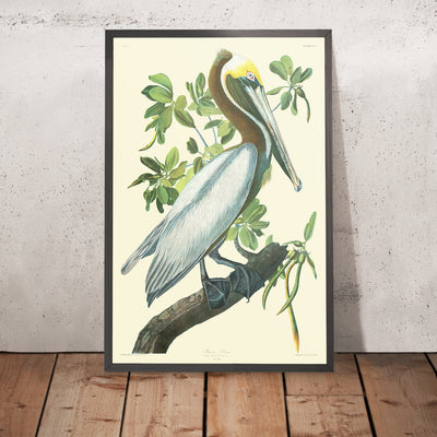 Pelícano pardo (Placa 423) de 'Aves de América' por John James Audubon, 1827 