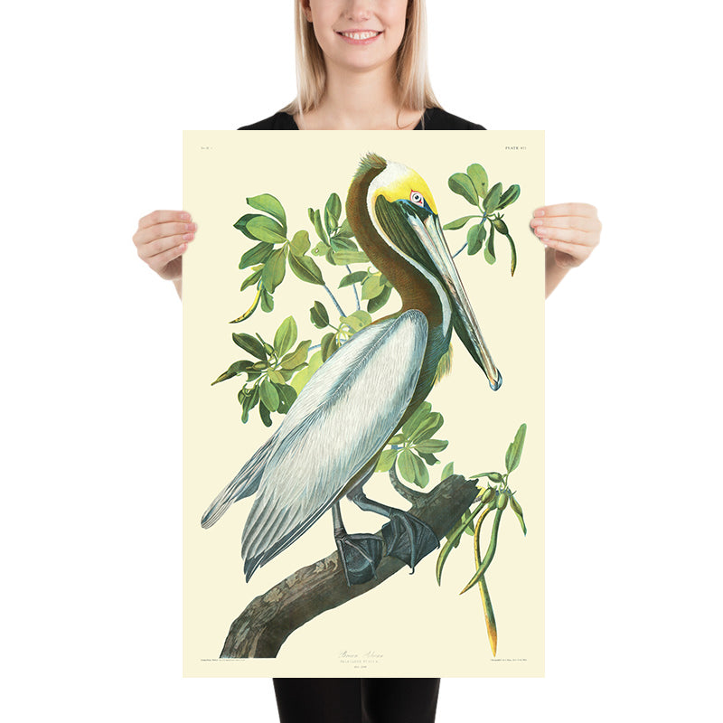 Pelícano pardo (Placa 423) de 'Aves de América' por John James Audubon, 1827 