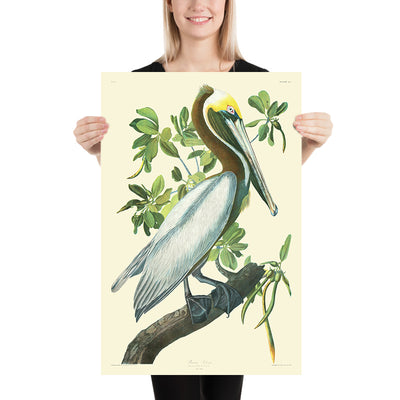 Pelícano pardo (Placa 423) de 'Aves de América' por John James Audubon, 1827 