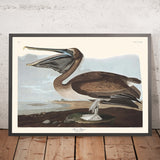 Pélican brun (Platine 421) par John James Audubon, 1827 