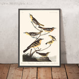 Oriolo di Bullock, Oriolo di Baltimora, Cardellino messicano, Tordo variato, Tordo acquatico comune di John James Audubon, 1827 