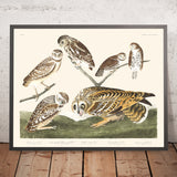 Gufo delle tane, Gufo delle tane a testa grande, Piccolo gufo notturno, Gufo colombiano, Gufo dalle orecchie corte di John James Audubon, 1827 