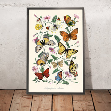 Illustration zoologique de papillon et de mite par Paul Gervais, 1842 