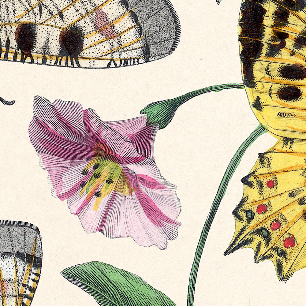 Illustration zoologique de papillon et de mite par Paul Gervais, 1842 