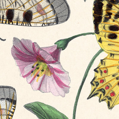 Illustration zoologique de papillon et de mite par Paul Gervais, 1842 
